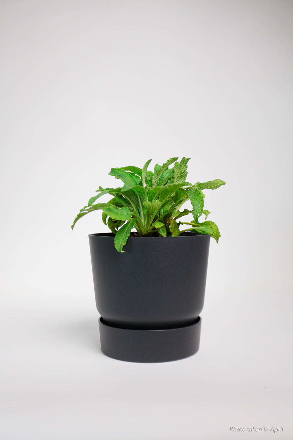 products/SotoProductShootLowQ-2020.jpg